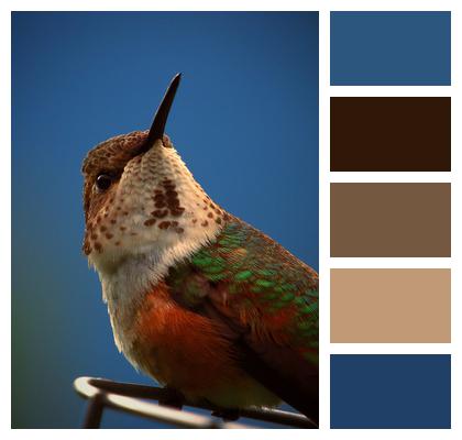 Animal Bird Rufous Hummingbird Image